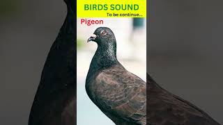 Pigeon Sound  Beautiful Pigeon shorts pigeon [upl. by Werbel]