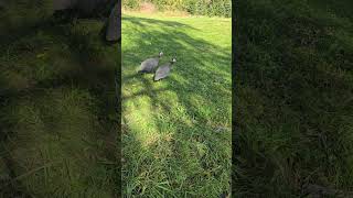 Guinea fowl flying [upl. by Ellicul]