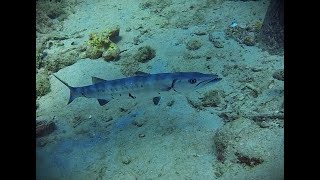 202324 Bonaire  Marc amp Nat  Salt Pier  Baracuda  GOPROOO8 [upl. by Legnaleugim]