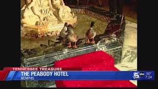 Tennessee Treasure The Peabody Hotel [upl. by Belshin]