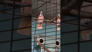 Parrot 🦜couples❤️ ramojifilmcity trending trend trendingshorts trendingvideo tranding video [upl. by Mattias937]