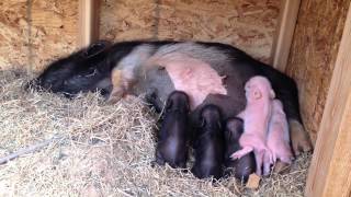 Mini Potbelly Piglets Nursing [upl. by Harden387]