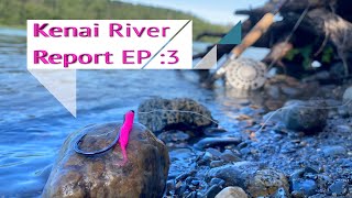 Kenai River Alaska Sockeye Salmon Fishing Report Secret Spot Soldotna Update [upl. by Aicrag]