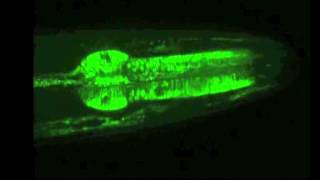 Lifespan predicted from flashes in worm cells [upl. by Atalante]