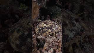 Slipper lobster walks into its hiding place in Raja Ampat Indonesia underwater oceanlife scuba [upl. by Hagan]