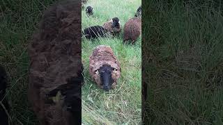 Ouessant Sheep Family 🐑 [upl. by Amerigo]