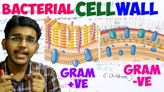 bacterial cell wall explainedgram positive and gram negative cell wall structure and organisation [upl. by Peednam]