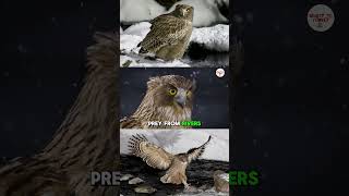 Blakiston’s Fish Owls The BIGGEST Owls In The World 🦉 [upl. by Nehemiah]