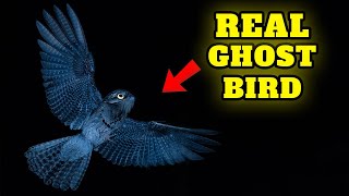 MindBlowing facts about the Great Potoo Bird 👻 the Nights Silent Watcher [upl. by Mignon106]