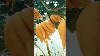 Fingered Citron fruit foryou fruits citron fingeredcitron agriculture agri fruitcutting [upl. by Letsyrc]