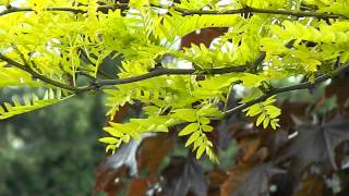 Gleditsia triacanthos Sunburst [upl. by Charters]