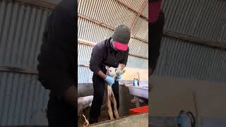 Castrating lambs using castration band [upl. by Rehpotsirc577]