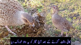 Teetar birds feed  dakhni teetar ki khurak  teetar ki awaaz [upl. by Minabe]