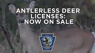 Antlerless Deer Licenses Now On Sale [upl. by Neeloj]