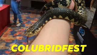 COLUBRIDFEST 2024 SNAKES SCIENCE FUN [upl. by Ellehsar]