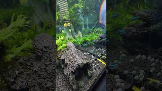 How many neon tetras are there [upl. by Abner]