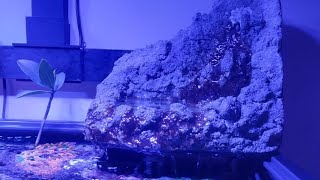 2 week update on diy live rockwaterfall [upl. by Telracs]