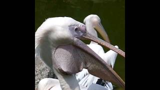 😲🔥Pelican जो साब कुछ खा जाते है shots animals [upl. by Jabe]