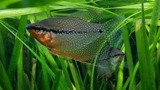 The Pearl Gourami  Peaceful Centrepiece Fish for the larger aquarium [upl. by Queena]