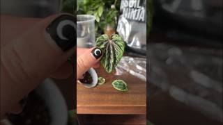 Peperomia leaf cutting propagation 🍃 [upl. by Naehgem]