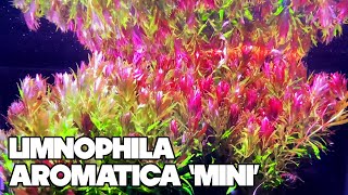 Limnophila Aromatica Mini  30 Gallon Planted Tank [upl. by Chilcote]