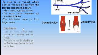 11CardioVascular System3Veins amp Capillaries Anatomy Intro Dr Ahmed Kamal [upl. by Yemane]