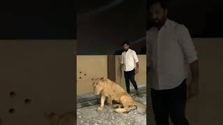 Simba lion king 😲👑🔥😱 newsong music punjabisong punjabi lion bigcat disneyanimation [upl. by Masao]