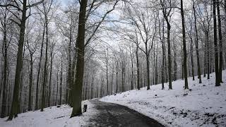 Walking in the Holedná Forest Brno [upl. by Netsyrc]