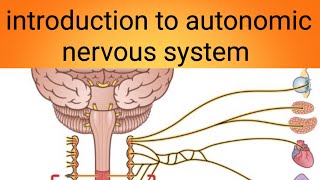 introduction to autonomic nervous systemphysiology lecture 9 [upl. by Judye]