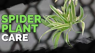 Spider Plant Care How To Grow Chlorophytum Comosum [upl. by Nepean]