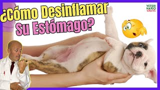 🔴¡DEBES SABER ESTO🔴¿COMO DESINFLAMAR y LIMPIAR EL ESTOMAGO DE UN PERRO [upl. by Cailly233]