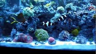 65 Gallon Reef Tank Saltwater Aquarium [upl. by Lacombe692]