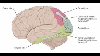 Cerebral Visual Impairment A BrainBased Visual Condition [upl. by Eam]