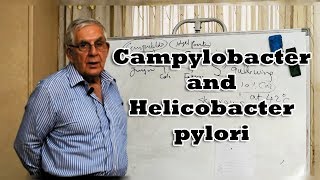 Campylobacter and Helicobacter pylori  العطيفة و جرثومة المعدة [upl. by Rufe]