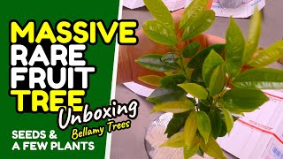 Massive seed and a few plants unboxing from Bellamy Trees  3 month germination updates [upl. by Nivk]