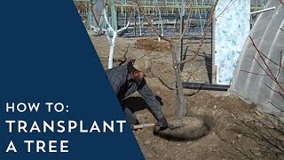 How to Transplant a Tree [upl. by Sergius291]