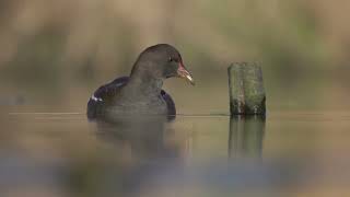 Beautiful Common Moorhen [upl. by Felix]