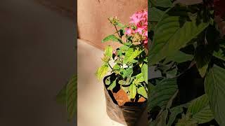 Pentas flower Plant  🌿 how to grow Pentas lanceolata Plant  गार्डन की देखभाल [upl. by Deonne791]