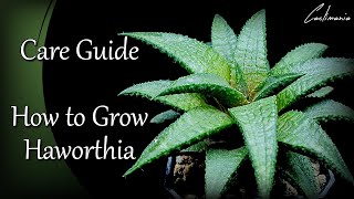 Haworthia Care Guide  How I Care for my Haworthia Succulent Plants [upl. by Nomaid225]