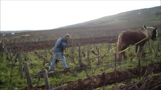 The Ploughing of Domaine de la RomanéeConti [upl. by Matt773]