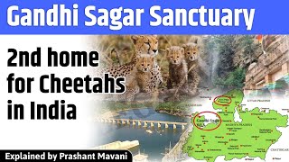 Gandhi Sagar Wildlife Sanctuary Indias Second Home for Cheetahs [upl. by Yeltnarb]