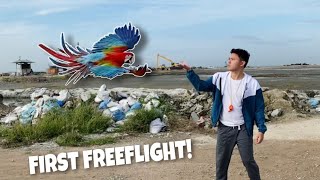 FIRST FREE FLIGHT PHOENIX GREENWING FIRST FLIGHT [upl. by Aliuqahs]