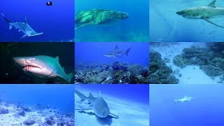 Sharks for kids pronunciation in English with videos [upl. by Ninon]