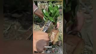 Unique gardening technique tying plant root to tree trunk satisfying shorts [upl. by Legnaros980]