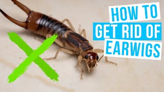 How to GET RID OF EARWIGS in your house and the garden [upl. by Eyde330]