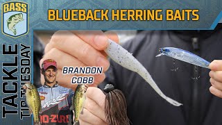 Cobbs GOTO baits for Blueback Herring lakes ALL SEASONS [upl. by Armilla]