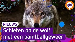 Van de rechtbank mag het schieten met een paintballgeweer op nietschuwe wolf [upl. by Colene]