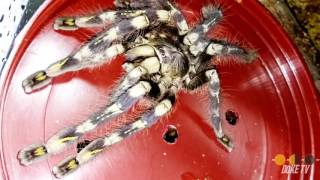 Tarantula Spotlight Ep 4  Poecilotheria subfusca highland Rehouse amp Feeding [upl. by Airekahs]