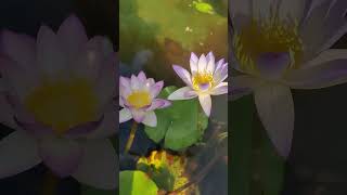 waterlily shortsfeed floweringplants nature love [upl. by Earahc]