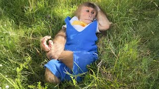 FUNNIEST Video monkey Cutis of the Year 2024 Part 12 [upl. by Freud]